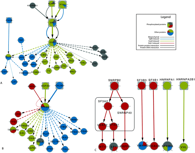 (A) Role of ESR1 in Snail and TGFβ pathways (B) NFKB2 activity in induced models only (C) Spliceosome-related proteins (according to KEGG) and their interacting partners identified by SAMNet in two induced models. Differentially phosphorylated proteins are represented by rectangles while those inferred by SAMNet are encircled in the black square.