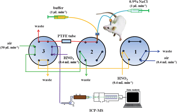 Schematic representation of the flow injection laboratory-on-valve system for trace element preconcentration through complexation with a PTFE tubing. Valve sequence: (a) 1A2A3A in the stage of sample loading for 10 min, (b) 1A2B3A in the stage of removing matrix for 90 s, (c) 1A2B3B in the stage of elution for 120 s, (d) 1B2B3B in the stage of replacing HNO3 with air for next-round sample loading for 30 s. V1 and V2: six-port rotary valves. V3: eight-port rotary valves.