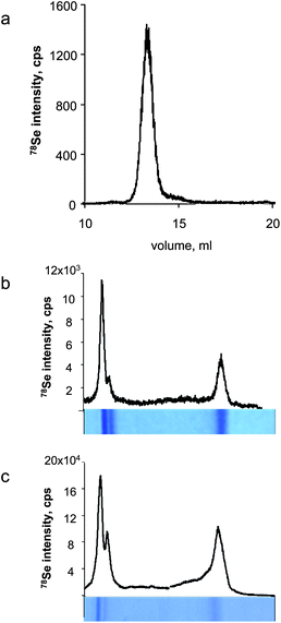 Characterisation of the glutathione peroxidase reference sample. a) SEC-ICP MS, b) LA-ICP MS of Coomassie Blue stained gel, c) LA-ICP MS of Coomassie Blue stained blot membrane.
