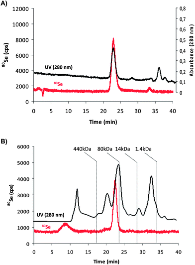 Chromatograms obtained by size exclusion chromatography (SEC) using (A) UV-Vis detection (absorbance at 280 nm, black trace) and ICP-MS detection (80Se, red trace) for the GPx1 standard from bovine erythrocytes and (B) ICP-MS trace of 80Se extracted from the red blood cell sample.