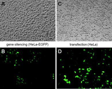 Transmission light microscopy (top) and fluorescence microscopy (bottom) of HeLa-EGFP cells after gene silencing with cationic CaP/PEI/siRNA/PEI nanoparticles (A and B) and of HeLa cells after transfection with CaP/PEI/DNA/PEI nanoparticles (C and D) (magnification in all cases: 200×).