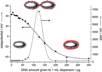 Change of colloid–chemical characteristics of hydroxyapatite–PEI nanoparticles after the rapid addition of model DNA. Grey: hydroxyapatite core; black: PEI molecules; red: DNA molecules. The arrows indicate the axes to which the data points refer. See the Experimental section for the effective concentrations of hydroxyapatite and DNA for each data point.