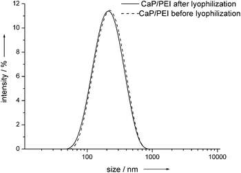 
            Dynamic light scattering of hydroxyapatite–PEI nanoparticles before and after lyophilization in the presence of trehalose.