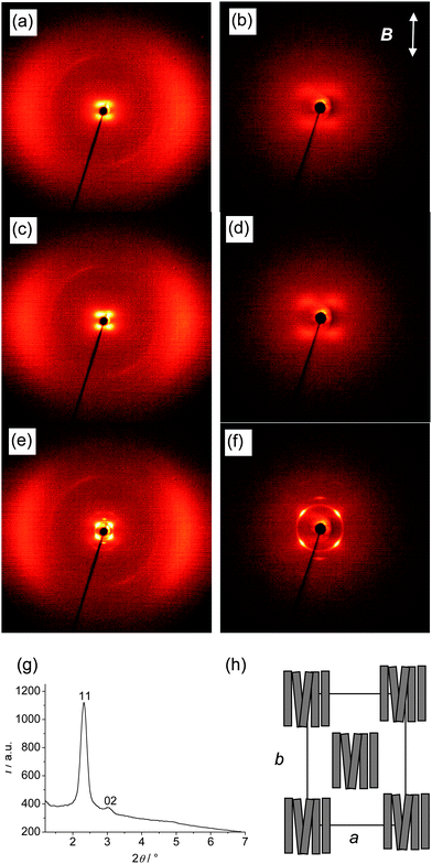 
            XRD investigation of an aligned sample of compound BR2 (a and b) NcybC phases at T = 90 °C; (c and d) at T = 60 °C and (e and f) Colrec phase T = 40 °C; (a, c and e) show the complete diffraction patterns, (b, d and f) the small angle region; (g) θ-scan of diffraction pattern shown in (f), and (h) model showing the proposed organization of bent-core units (rotationally disordered around their long axes) on a rectangular lattice.