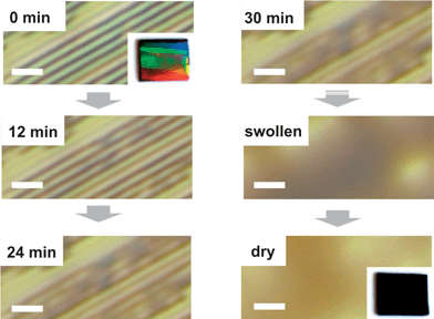 The optical microscopy images show the swelling and unifying of single PNIPAM-channels due to H2O inclusion (scale bar depicts 5 μm). The inset photographs illustrate the optical grating effect of the sample before (0 min) and after water vapor treatment (dry).