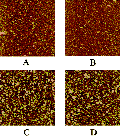 
            AFM images in air of one (A), two (B), four (C) and six (D) bilayers-thick films composed of Ak-St-H and P3TOSNa. Image size is 2 μm × 2 μm and z-scale is 10 nm for all the images.