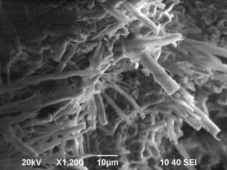The SEM image of the polymer 1.