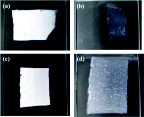 Appearances of electrospun collagen scaffolds post-crosslinked (a and b) and in situ crosslinked (c and d) with EDC–NHS. The scaffolds were placed on the glass slides before (a and c) and after (b and d) water treatment.