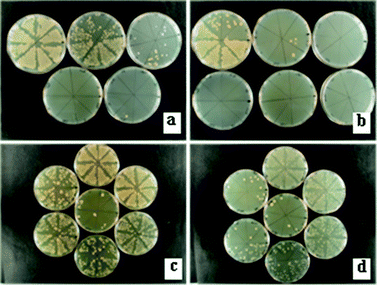 30 s antibacterial tests showing a reduction of growth over time of: (a and b) E. coli on tryptic soya agar plates (0.00–24.00 min) and (c and d) Ent. faecalis on brain–heart infusion agar plates (28.00–56.00 min) in the presence of Ag-FAZ4 (a and c) and Ag-FAZ10 (b and d). The viability of the corresponding cells was reduced over the first: (a) 9.30 min, (b) 3.30 min, (c) 53.0 min and (d) 42.0 min.