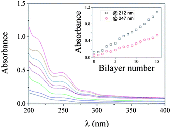 UV-vis absorption spectra of insulin–PVA/P(AAm–AAPBA) films with various bilayer numbers, which are 0, 2, 4, 6, 8, 10, 12, and 14, respectively, from bottom to top. The films were fabricated in pH 8.5 50 mM phosphate buffer. Inset: absorbance at 212 nm and 247 nm as a function of bilayer number.