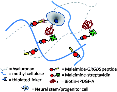 Schematic diagram of a hydrogel composed of hyaluronan (HA) and methyl cellulose (MC) for use as a cell delivery vehicle for neural stem/progenitor cells (NSPCs). MC is chemically modified with a thiolated linker to immobilize recombinant rat platelet-derived growth factor (rPDGF-A) and the cell-adhesive peptide sequence GRGDS to enable the control of NSPC fate.
