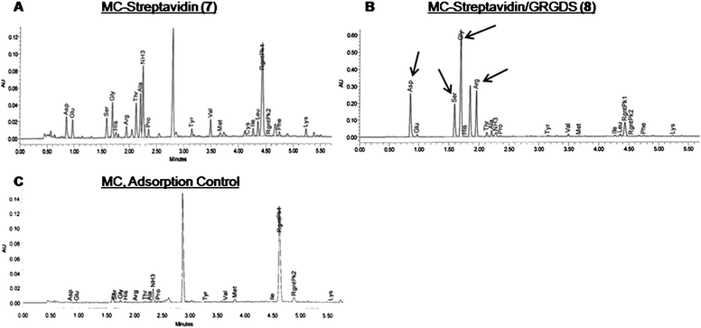 Amino acid HPLC chromatographic traces show (A) streptavidin amino acids of methyl cellulose conjugated with streptavidin and hydroxyethyl groups (7) and (B) GRGDS and streptavidin amino acids of methyl cellulose conjugated with streptavidin and GRGDS (8). To account for the amount of peptide/streptavidin that was adsorbed onto methyl cellulose, (5) and (6b) were dissolved in unmodified methyl cellulose (1), and dialyzed to remove unbound substrates. (C) Spectra shows trace amounts of amino acids that had adsorbed onto (1) following dialysis.