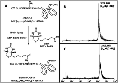 (A) Site-specific biotinylation of recombinant rat PDGF-A (rPDGF-A) using biotin ligase. Biotin is conjugated specifically to a single lysine residue (K*) within the BirA recognition sequence that is incorporated into the N-terminus of expressed rPDGF-A. MALDI-TOF spectra of (B) expressed rPDGF-A (Calculated for [bn−1 + H2O + NH4]+ 18 390.8 Da, found 18 390.5 Da) and (C) biotinylated rPDGF-A (Calculated for [bn−1 + H2O + NH4]+ 18 617.1 Da, found 18 615.8 Da). An increase in the mass of biotin–rPDGF-A with the loss of a water molecule (226.3 Da) is observed between spectra B and C, indicating the successful biotinylation of a single residue of rPDGF-A.