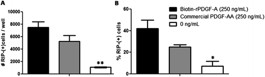 Bioactivity of expressed biotinylated rPDGF-A (■) compared to commercially available recombinant rat PDGF-AA (R&D Systems, ) on rat neural stem/progenitor cells (NSPCs). Expressed biotin–rPDGF-A and commercially available PDGF-AA significantly increase the number and percentage of RIP+ oligodendrocytes compared to samples in the absence of PDGF-A (□). (A) Number and (B) percentage of RIP+ oligodendrocytes are shown, as determined by immunocytochemistry. Cells were plated at 5 × 103 cells per well into a 16-well chamber slide (coated with poly-d-lysine and laminin) for 5 days with or without PDGF-A. Values are shown as mean ± standard deviation (n = 3). One way ANOVA was performed, asterisks represent significant differences compared to 250 ng mL−1 of commercial PDGF-AA and expressed rPDGF-A (*p < 0.05, **p < 0.01).