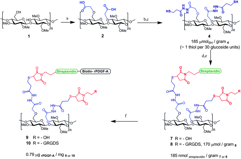 Synthetic scheme for the conjugation of biotin–rPDGF-A and GRGDS peptide to methyl cellulose (MC, 1). The hydroxyls of MC (1) were derivatized to carboxylates (2), which were subsequently coupled with a dithiobis(propionic dihydrazide) linker (3). Free thiols (4, 185 μmolSH per gram) were formed upon reduction with dithiothreitol (DTT) to enable covalent immobilization to maleimide-containing streptavidin (5, 185 nmol per gram) and N-ethylhydroxy maleimide (6a) or bioactive GRGDS peptide (6b, 170 μmol per gram). Conjugation of biotin–rPDGF-A to MC–streptavidin (7,8) results in MC–rPDGF-A (9) and MC–GRGDS/rPDGF-A (10). Reagents and Conditions: (a) Bromo acetic acid (BrCH2CO2H, 10 equiv.), 1.5 M NaOH, 4 °C, overnight; (b) [H2N–NHCO(CH2)2S–]2 (3,21 mM), DMT-MM (18 mM), 0.01 M PBS, pH 7.0, 22 °C, overnight; (c) DTT (43 mM), 0.01 M PBS, pH 8.0, 22 °C, 8 h; (d) maleimide–streptavidin (5, 0.1 mol%), 0.01 M phosphate buffer, pH 7.4, 4 °C, overnight; (e) N-ethylhydroxy maleimide (6a, 5.0 equiv.) or maleimide–GRGDS (6b, 5.0 equiv.), 0.1 M phosphate buffer, pH 7.4, 4 °C, overnight (f) biotin–rPDGF-A (8.0 equiv.), 0.05 M Tris, 0.154 M NaCl, pH 8.5, 4 °C, overnight. DMT-MM = 4-(4,6-dimethoxy-1,3,5-triazin-2-yl)-4-methylmorpholinium chloride; DTT = dithiothreitol; GRGDS = gly–arg–gly–asp–ser peptide.