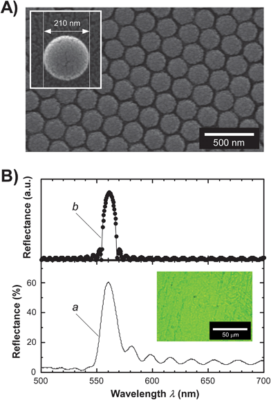 (A) Scanning electron microscopy (SEM) image observed from the top-view direction of a CC film of synthesized PS microparticles stabilized by a PDMS matrix. The white scale bar denotes 500 nm. The inset represents an SEM image of a discretely single PS microparticle synthesized by emulsion polymerization. (B) Theoretical reflection (upper: spectrum b) and experimental local-reflection (lower: spectrum a) spectra of a CC film of PS–PDMS. The theoretical reflection spectrum was calculated by the scalar wave approximation (SWA) technique.12 In this experiment, the measuring area of the local reflection spectrum was restricted to a diameter of ∼100 μm in the CC film. The inset shows a microscopic image of reflection color observed from the CC film of PS–PDMS. The white scale bar represents 50 μm.