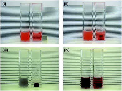 Photographs of inorganic–organic nanocomposite dispersions without exposure to magnetic field (left) and after 50 hours exposure (right): (i) POFe, (ii) POFe – cuvette turned through 90° to show particle accumulation, (iii) PFe and (iv) OFe.