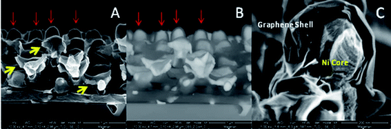 Cross-section secondary electron SEM micrographs of 3D nickel–graphene core–shell structures (A) and (C) and backscattered electron image (B). Yellow arrows indicate where Ni is protruding from broken graphene arms and red arrows indicate large domed nodes.