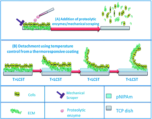 (A) Schematic illustrating the detachment of cells from substrate via conventional processes i.e. via the addition of proteolytic enzymes or mechanical scraping. (B) Schematic illustrating the detachment of cells. For more details, see Nash et al., this issue (DOI: 10.1039/c2jm31748f).