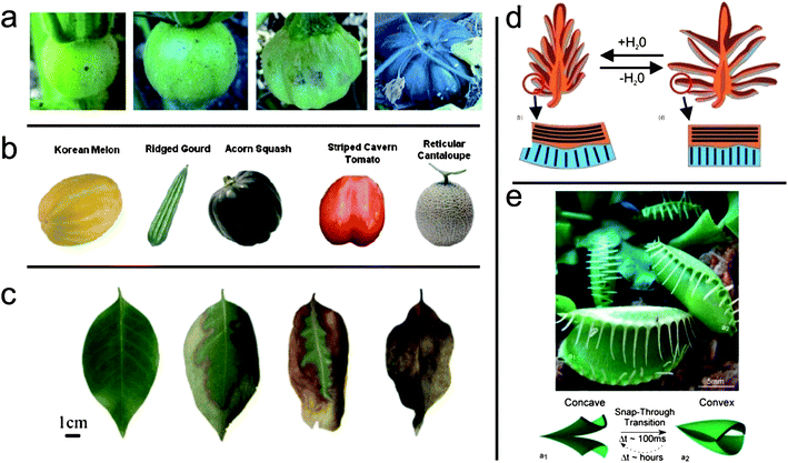 Complex shapes found in nature. (a) Growth of a pumpkin (Copyright (2009) by Elsevier) (b) several fruits (Copyright (2009) by Elsevier) (c) dehydration of a leaf (d) opening of a pine cone (Copyright (2011) by Elsevier) (e) movement of the Venus flytrap (Copyright (2007) by Wiley-VCH Verlag GmbH & Co. KGaA). See Ionov, this issue (DOI: 10.1039/c2jm31643a).
