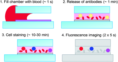 Principle of the test: blood from a finger prick fills the test chamber by capillary flow. During the filling process, which takes about one second, the antibodies stay in the hydrogel layer; on a time scale of several seconds to a few minutes, the layer swells and releases the antibodies into the blood; after the staining process (10–30 min), the fluorescence from the leukocytes is imaged and automated image analysis is used to determine the concentration of the cells of interest.