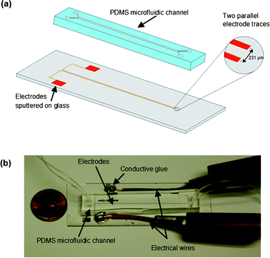 (a) Schematic of the device consisting of two parts: co-planar electrodes patterned on a glass slide and a PDMS microchannel. (b) Photograph of the microchip including fluid and electrical connections.