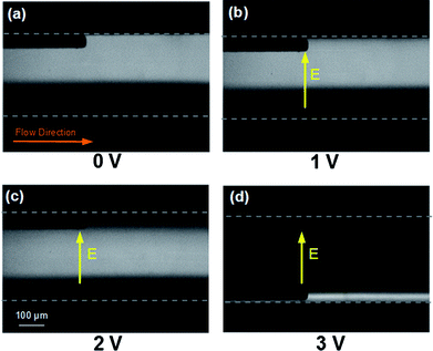 
            pUC19 electrophoretic migration using 1 × TBE buffer, infused at 0.5 μl min−1 under transverse DC electric fields (bottom-up view). (a) No field applied. (b) 1 VDC applied, DNA does not move transversely. (c) 2 VDC applied, DNA migrates partially across the channel. (d) 3 VDC applied, DNA migrates completely across the channel and accumulates at the positive electrode. The electrodes are spaced 231 μm centre to centre and appear as the dark streaks in the optical path of the inverted epifluorescent microscopy images.