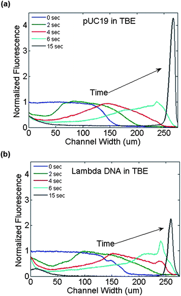 Fluorescence intensity profiles at the channel outlet as a function of time during the application of a transverse electric field (3VDC) across the channel width. (a) pUC19 and (b) λ-phage DNA in 1 × TBE buffer traversed the channel width rapidly from the negative electrode region (left side) to the positive electrode (right side).