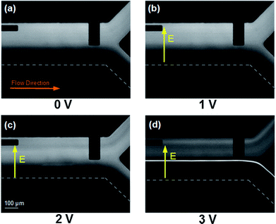 
            pUC19 electrophoretic migration using 1 × TE buffer, infused at 0.5 μl min−1 under transverse DC electric fields (bottom-up view). (a) No field applied. (b) 1 VDC applied, the electrophoretic force is low and DNA does not move transversely, like when TBE buffer was used. (c) 2 VDC applied, DNA migrated partially towards the channel center. (c) 3 VDC applied, DNA accumulates in the middle of the channel. Due to a lack of contrast with the dark channel background, the bottom electrode cannot be seen in the images but is located at the bottom edge of the channel.