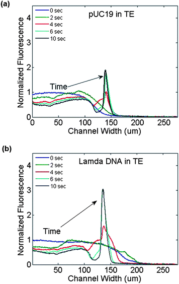 Fluorescence intensity profiles at the channel outlet as a function of time during the application of a transverse electric field (3VDC) across the channel width. (a) pUC19 and (b) λ-phage DNA in 1 × TBE buffer both accumulated at the centre of the channel.