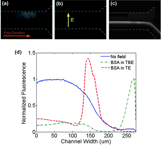 Rhodamine labeled BSA electrophoretic migration using 1 × TBE and 1 × TE buffer, infused at 0.5 μl min−1 under transverse DC electric fields. Bottom-up images of BSA protein when (a) no field was applied, (b) diluted in 1 × TBE buffer being collected at the positive electrode, (c) diluted in 1 × TE buffer, where protein accumulated at the middle of the channel, similar to the observed DNA trapping behavior. (d) Equilibrium fluorescence intensity profiles at the channel outlet across the channel width when no voltage was applied, during the application of 3 VDC for a BSA solution diluted in TBE and in TE buffers.