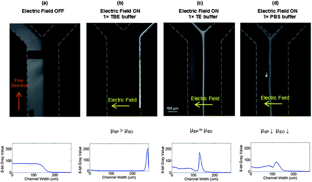 Effect of buffer on pUC19 migration under transverse electric field (3 VDC). (a) No field applied. (b) 1 × TBE buffer: DNA migrated completely across the channel width and accumulated at the positive electrode due to the higher DNA EP mobility than solution EO mobility. (c) 1 × TE buffer: high EP and EO mobility, DNA moved to an equilibrium position at the centre of the channel. (d) 1 × PBS buffer: low EP mobility because of high NaCl salt concentration and low EO mobility due to the high solution ionic strength, DNA moves partially to the middle. The equilibrium fluorescence intensity profiles are shown below each image.