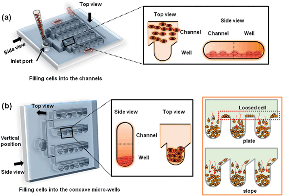 Schematic diagram of the process of cell seeding in the deep concave microwells arrayed on the microfluidic chip; (a) an mESC suspension was introduced to the inlet port of the microfluidic chip through the microfluidic channels (red arrows indicate the direction of flow). At this step, the cells were positioned at the bottom of each microfluidic channel. A top and side view of a microfluidic channel and well are shown in the black box. (b) To trap mESCs into microwells via gravity, the microfluidic chip was vertically positioned in an incubator (black box). The slope in the microwell minimized the cell loss. Furthermore, no washing processes were required to remove loosened cells (orange box).