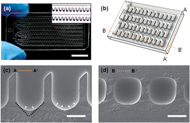 A meniscus-induced deep concave microwell array microfluidic chip; (a) optical microscopy image of the microfluidic chip (the scale bar indicates 1 mm), the inset shows magnified images of the deep concave microwell array. (b) Schematic of the concave microwell arrayed microfluidic chip, lines AA′ and BB′ indicate the cross section line of (c) and (d), respectively. SEM images of the cross section view of line AA′ (c) and line BB′ (d) show the bottom of a microwell, the black dotted line indicates the edge of the pentagonal microwell, and the white arrowhead indicates the rounded shape induced by the meniscus (scale bar: 500 μm).