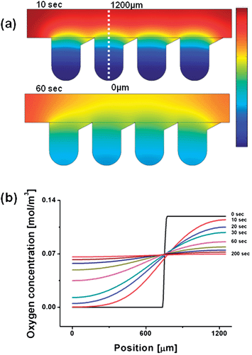 Computational prediction of the oxygen diffusion profile in the concave well array; (a) the simulation results indicated that oxygen in the flow channel would rapidly diffuse into the concave wells after 10 s, and oxygen was mainly distributed over all concave wells within 60 s. (b) The time-dependent quantitative oxygen concentration from a well bottom to a channel. Within 60 s, approximately, the oxygen levels reached 70% of the equilibrium value by diffusion through the well, and 95% oxygen levels were achieved within 200 s.