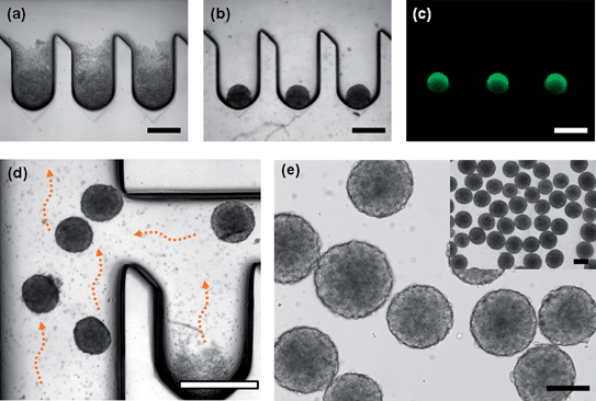 EBs formation in the deep concave microwell arrayed microfluidic chip; (a) Murine ES cells were seeded in the microfluidic system (day 1). After seeding, uniform numbers of cells were trapped in each concave well. (b) ES cells self-aggregated in a spherical shape on the concave surface of a well (day 2). (c) EBs were stably formed, and EBs were removed from the microwells by gentle tapping after culturing for 3 days. (d) EBs were harvested from the microfluidic chip by introducing culture medium. (e) The homogenous size of the harvested EBs. The inset shows a large number of EBs generated in a single microfluidic chip (all scale bars indicate 400 μm).