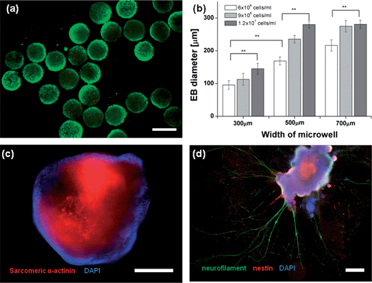 Evaluation of the harvested EBs and neuronal differentiation; (a) the viability of harvested EBs was tested. Most of the fluorescent images of EBs exhibited green fluorescence (live), indicating excellent viability. The survival rate of the harvested EBs exceeded 95% (the scale bar indicates 300 μm). (b) The harvested EBs were monodisperse, and the width of the size distribution was less than 10% for most EBs formed in the 300, 500, and 700 μm wells. The size of EBs could be tuned according to the well size and cell density. Error bars indicate the standard deviation; ** indicate p < 0.01 compared to 300 μm EBs (n = 20; Student's t-test). (c) The fluorescent image shows cardiac differentiation of an EB (scale bar: 400 μm, the figure was generated from 2 fluorescent images (10×)). (d) The figure illustrates neuronal differentiation of an EB. The length of the neurite exceeded 1 mm (scale bar: 400 μm, the figure was generated from 35 fluorescent images (10×)).