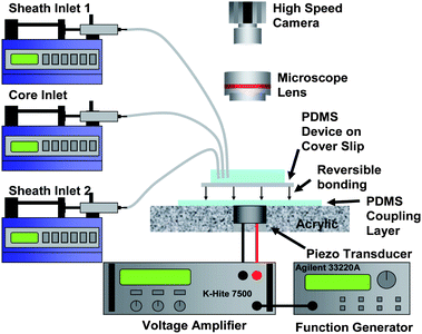 PDMS/coverslip devices are placed on top of a custom fabricated platform. A thin layer (∼350 μm thick) of PDMS is poured onto the acrylic piece. The reversible bond between the device and platform allows the transducer to be reused. Images and videos are captured using a combination of an upright microscope and a high speed CCD camera.