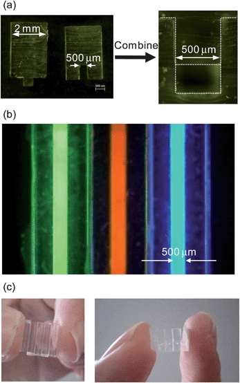 (a) Concave- and convex-shaped PDMS sticks (cross-sectional views). (b) Fluorescence image of CPC array containing different fluorescent solutions. (c) A five CPC array.