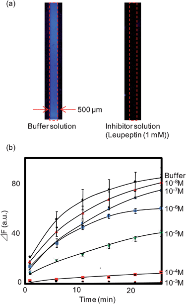 (a) Typical fluorescence images of the CPC sensor (assay time: 25 min). (b) Typical response profiles for the CPCs when the various concentrations of leupeptin solutions were introduced. Error bar represents relative standard deviation (n = 4).