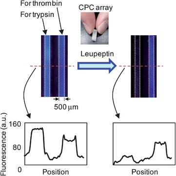 Dual assay of a single inhibitor for different enzymes by fluorescence image analysis.