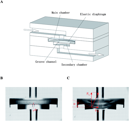 Hydroelasticity-based microfluidic oscillator. (A) Schematic illustration of the device architecture. An elastic diaphragm is embedded inside a stepped cavity, perpendicular to the fluid channel. (B) Natural status of the diaphragm without a flow (P0 = 0). (C) Under the pressure of incoming flow, the diaphragm deflects downstream, altering the angle of attack (α), hydrodynamic drag (FD) and lift (FL) forces.