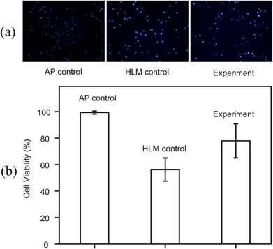 The metabolite cytotoxicity on HepG2 after UGT metabolism of AP. (a) Fluorescence images of HepG2 cells stained with Hoechst 33342, after incubation with AP control, HLM control and experiment groups. (b) Cell viabilities of three different designed groups. The standard error bars show the variation of three individual experiments.