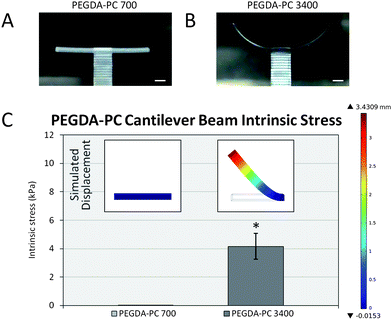 Intrinsic stress calculations. After the fabrication process, (A) PEGDA-PC 700 and (B) PEGDA-PC 3400 cantilevers were washed in HBSS to remove uncrosslinked pre-polymer solution. Due to an intrinsic stress, PEGDA-PC 3400 cantilevers would bend upward to relieve stress in the beams. (C) The peak stress was calculated by using finite element analysis to simulate the deflection of the cantilever beam (inset). Scale bars are 1 mm. Statistics by one-way ANOVA, Tukey's test, *p < 0.05 for n = 8 and SD.