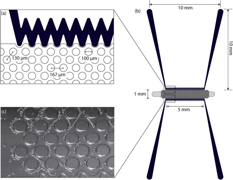 Top view schematic and dimensions of (a) a section of microchannels and pillars and (b) cDEP microdevice. (c) Trapped cells at 600 kHz and 129 Vrms.