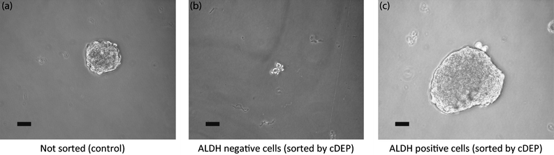 Photos of spheroids generated by culturing (a) unsorted PC3 cells (control), (b) released cells at 280 Vrms (ALDH-), and (c) released cells after turning electric field off (ALDH+). Images are taken after 3 weeks at 20X magnification. Bars are 50 μm long.