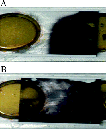 Photographs of dye solution mixing in the hybridization microchamber (A) without acoustic streaming (PZT off) and (B) with the PZT agitation at 1.67 MHz and 24 Vrms.