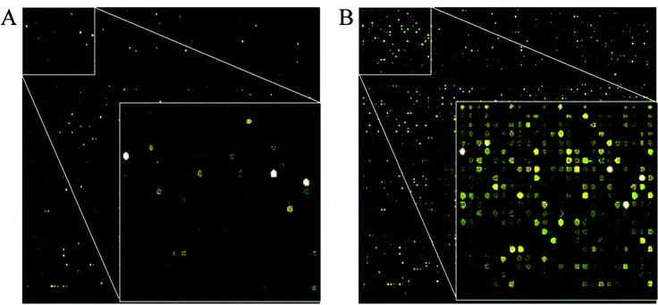 Microarray scan pictures of P. falciparumDNA microarrays with (A) 16 h static hybridization, and (B) 16 h 3-PZT dynamic hybridization.