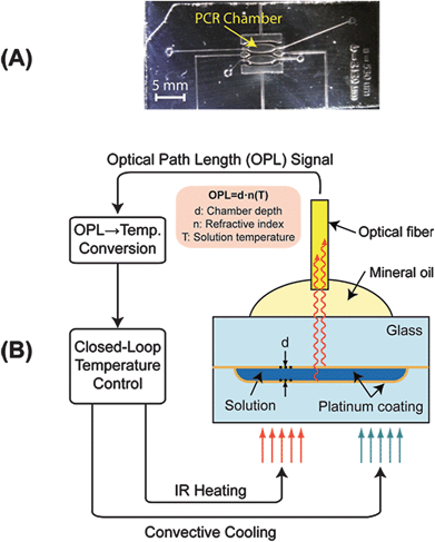 
          EFPI monitoring of microfluidic chamber. A) Microfluidic device for non-contact PCR amplification. B) Broadband near-infrared radiation (850-nm max) is emitted through the optical fiber to the microfluidic chamber (50–200 μm depth). This light is reflected by both thin, semi-reflective platinum layers on the top and bottom of the chamber. The reflected light is collected by the same fiber and the light from the two surfaces forms an interference pattern, which is used for extracting the optical path length between the two reflective surfaces. This OPL is dependent on the physical distance (d) between the reflective surfaces and the refractive index (n) of the medium in between. The refractive index decreases with increasing temperature (T), enabling the monitoring of temperature inside the chamber by tracking the change in OPL.