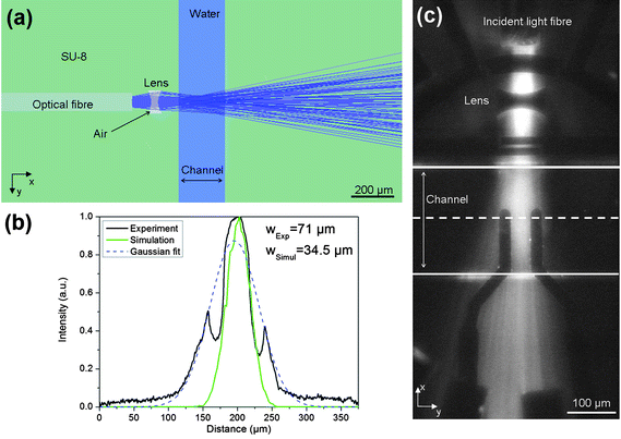 Diagram showing focusing of the incident light across the channel. (a): Ray tracing simulation of the optical system designed in ZEMAX with 100,000 analysis rays and an incident power of 1 W @ 532 nm. (b) Profile of the measured light intensity across the channel width at the midpoint (see image in (c)). Also shown are the simulated results which give a FWHM of 70 μm compared with a measured FWHM of 140 μm. The two sharp dips in measured intensity occur because the electrodes obscure the light in these regions. The detector viewer for the simulation is 400 × 400 μm2 with 150 pixels for X and Y axis. (c) Photographs of the light in the channel imaged using fluorescein solution. The lines indicate the boundaries of the channel and the dotted line is the centre of the channel. The dark areas are the electrodes.